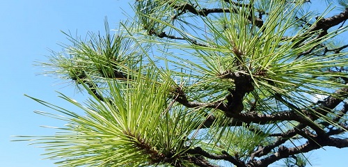 マツの雄花と雌花 – EIKOH LiNKSTUDY